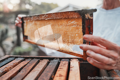 Image of Honeycomb, beekeeping and bee farming, honey with natural product closeup with woman beekeeper for small business or hobby. Organic, raw and bee farm with harvest hive maintenance and farmer.