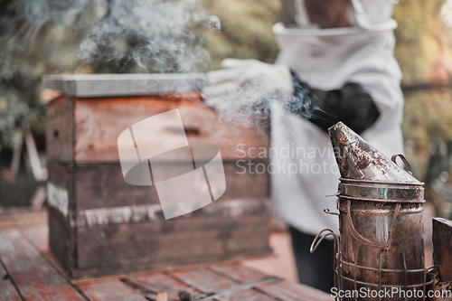 Image of Smoker, honey and beekeeping with a woman farmer working outdoor by a beehive in the countryside. Agriculture, sustainability and farm with a female beekeeper at work in the production industry