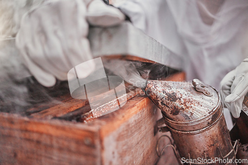 Image of Beekeeper, bee bellows and smoke in hands closeup at apiary farm, agriculture or industry. Beekeeping, protective suit and zoom working with nest box for bees, safety and farming for honey production