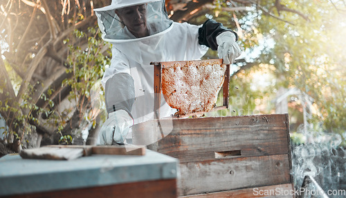 Image of Farm, honey and agriculture with a woman beekeeper working in bee farming outdoor for natural production. Food, countryside and frame with a female farmer at work with honeycomb for sustainability