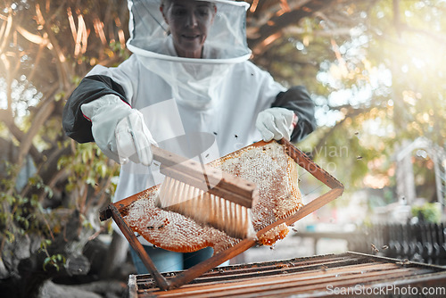 Image of Honey, bee farming and beekeeper with brush to extract raw product, natural and organic with safety suit for small business. Beekeeping, farmer and sustainable, honeycomb with protection and harvest.