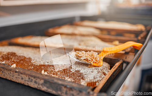 Image of Honey, closeup and frame with scrape tools for beekeeping, agriculture or food in factory production. Harvest, bees honeycomb or apiculture workshop with uncapping fork, natural product farming