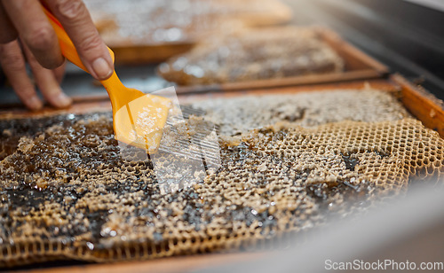 Image of Honey, frame and closeup of scrape tools for bee farming, agriculture or food in beekeeping production. Beekeeper, honeycomb and apiculture worker with uncapping fork, natural product or work at farm