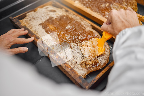 Image of Honey production, frame and closeup of scraping tools in bee farming, agriculture or food with beekeeper. Beekeeping, honeycomb and apiculture worker with organic, natural product and working at farm
