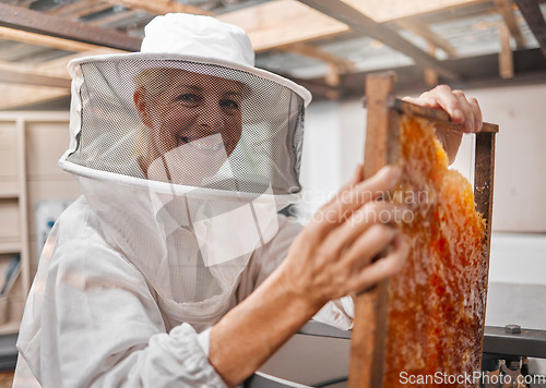 Image of Beekeeper, honey and manufacturing with frame, honeycomb and suit for safety in workshop or farm. Portrait of agriculture employee or animal farmer happy, working and farming natural resource