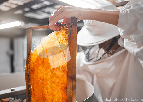 Image of Honey, frame and beekeeper with woman in factory for production, natural or organic. Honeycomb, industry and extraction with worker for manufacturing, sustainability or harvesting process on bee farm