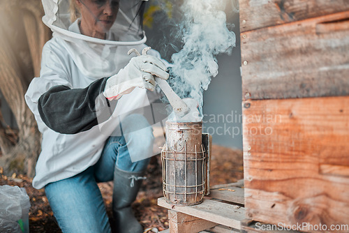 Image of Beekeeper, bee suit and smoke, fog and smoking a beehive box outdoor on a farm, working and safety protection. Agriculture work, senior woman and farmer with a smoker to extract honey or honeycomb