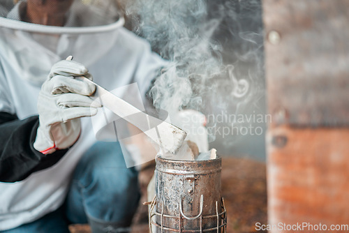 Image of Beekeeper, hands and smoker at bee farm for smoking bees. Beekeeping, safety and worker or employee in suit with equipment tool to calm and relax beehive, bugs or insects for farming or honey harvest
