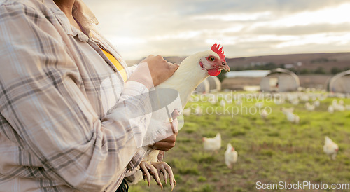 Image of Chicken, farm and woman hands holding a bird on a sustainability, eco friendly and agriculture field. Feather animal care for eggs and food of a farmer on sustainable, green and cage free countryside