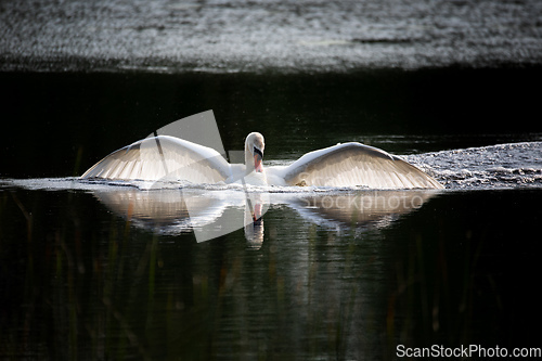 Image of Wild bird mute swan in spring on pond