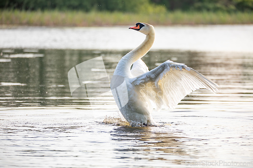 Image of Wild bird mute swan in spring on pond