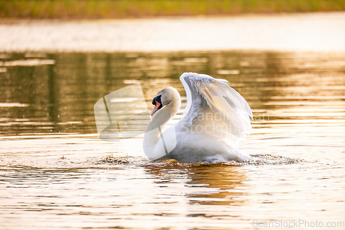 Image of Wild bird mute swan in spring on pond