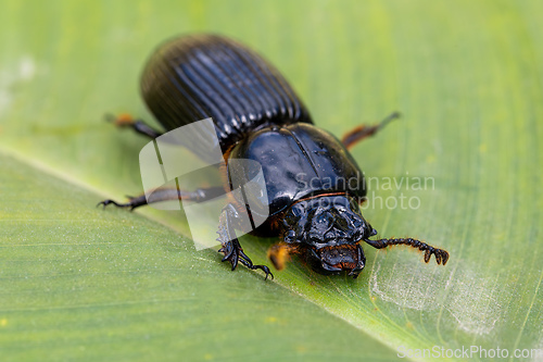 Image of Patent-leather beetle or horned passalus - Odontotaenius disjunctus, Costa Rica