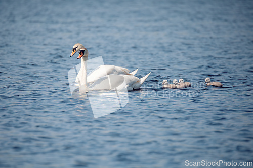 Image of Wild bird mute swan in spring on pond