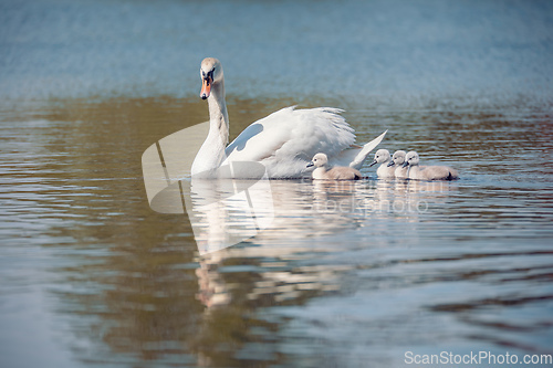 Image of Wild bird mute swan in spring on pond