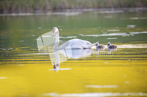 Image of Wild bird mute swan in spring on pond