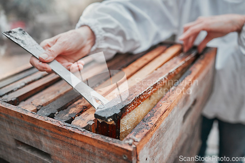 Image of Beekeeping, honeycomb and honey production, farming and sustainability, organic manufacturing and eco small business farmer. Closeup beekeeper, bee hive frame, box and sustainable management of bees