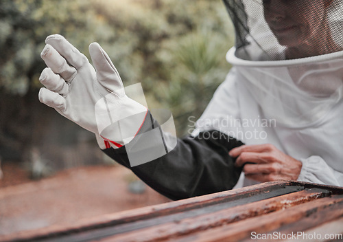 Image of Gloves, beekeeper and woman on a bee farm working with bees to produce honey in a beekeeping suit in nature. Farmer, sustainable and lady manufacturing honeycomb with insects in wood on a field.