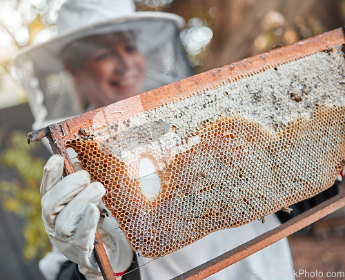 Image of Beekeeper, bee farming and honey production with honeycomb and woman in safety suit with raw organic process. Natural product closeup, bees and nature, farmer and beekeeping for sustainable food.