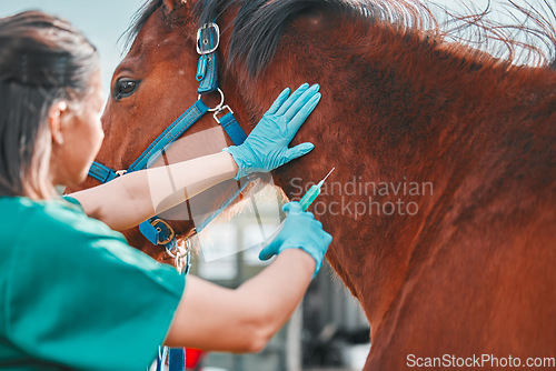 Image of Horse, woman veterinary and injection outdoor for health and wellness on in the countryside. Doctor, professional nurse or vet person with an animal for help, medicine and medical care at a ranch
