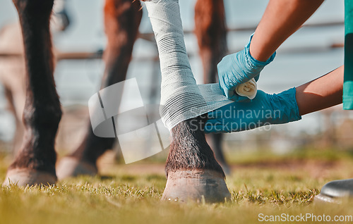 Image of Horse, woman veterinary and bandage on legs outdoor for injury, wound or sprain in countryside. Hands of doctor, nurse or vet person with an animal for help, healing and medical care at a ranch