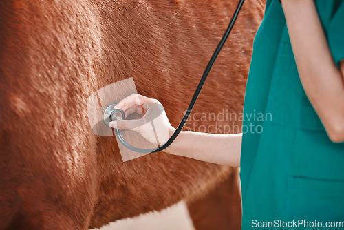 Image of Horse, woman veterinary and stethoscope in hand outdoor for health and wellness. Doctor, professional nurse or vet person with an animal for help, medical care and listening to heart or breathing