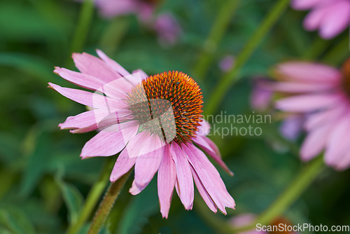 Image of Pink cone flowers, plant and closeup in nature, environment and blossom in green botanical ecosystem. Background, floral garden and daisy ecology for natural sustainability, spring and growth outdoor