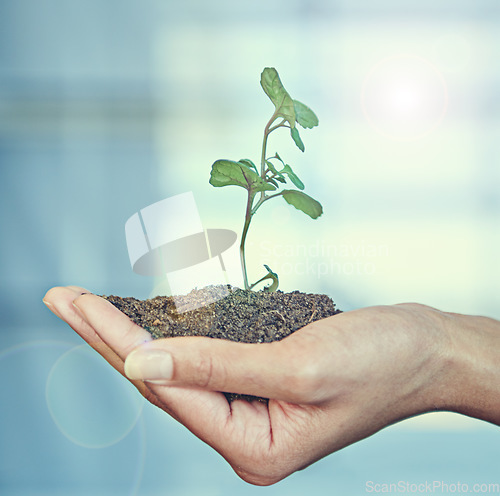 Image of Growth, plant and ecology with soil in the hand of a business person for eco friendly development. Earth day, spring or nature with an employee holding a green leaf in the palm for sustainability