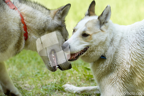 Image of Dogs, play and park with animal meeting on grass in summer together with pet. Nature, dog and husky friends outdoor on a field with puppy, animals and pets on a lawn feeling happy in countryside