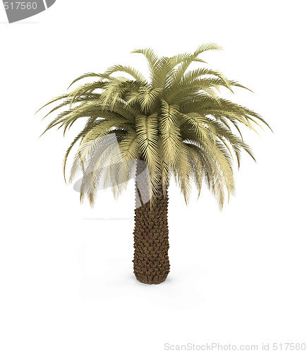 Image of palm over white