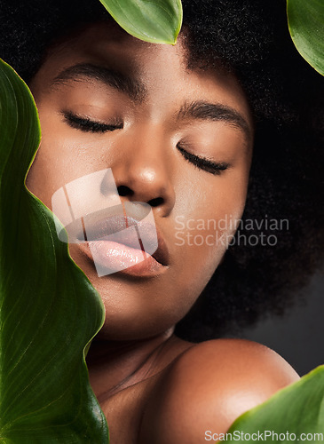 Image of Face, black woman and leaves with natural skincare, nature and eco friendly beauty and cosmetics on studio background. Facial, green and African female model, skin glow and sustainable dermatology