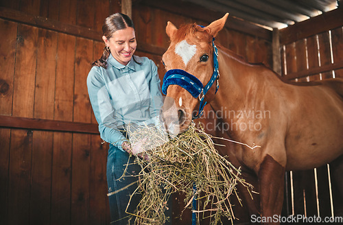 Image of Woman, hay and feeding horse in stable, barn and rancher of farming animals in sustainable shed. Happy female farmer, owner and care for equestrian livestock, hungry brown stallion and farm pet