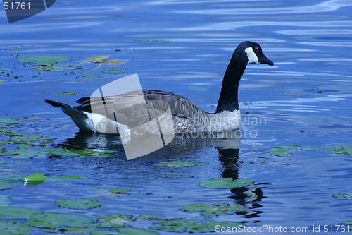 Image of Canadian Goose on Blue Lake