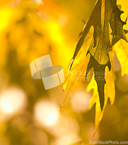 Image of Autumn, tree and wallpaper of leaves in fall, forest and season in nature or background of plants and bokeh. Yellow, leaf in afternoon or light in the morning, sun or color of countryside in spring