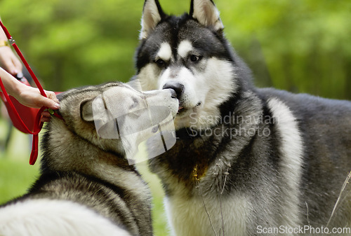 Image of Dogs, sniff and park with animal meeting on grass in summer together with pet. Nature, dog and husky friends outdoor on a field with puppy, animals and pets on a lawn with greeting in countryside