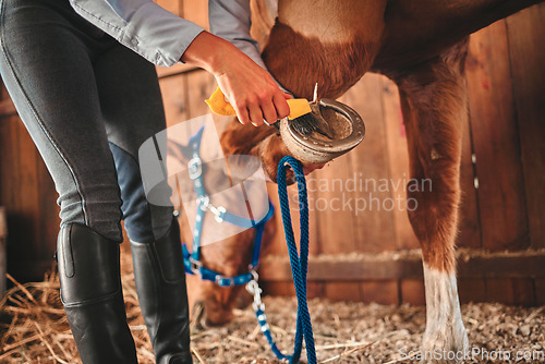 Image of Cleaning, shoes and hands of woman and horse in barn for grooming, help and health. Equestrian, animal and foot with closeup of jockey and pet on countryside farm for blacksmith and maintenance