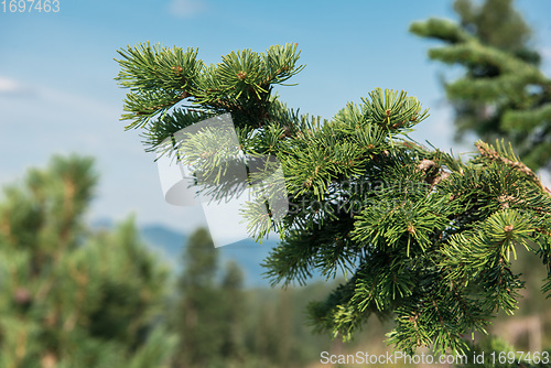 Image of Siberian cedar closeup in Altai