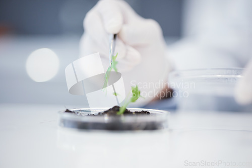 Image of Plant science, research and closeup hands for analysis or a leaf for an investigation on growth. Innovation, medical and a scientist with a check for progress on ecology for sustainability in a lab