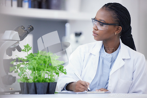 Image of Plants, scientist or black woman writing for research, cannabis inspection or sustainability innovation. African person in science laboratory for leaf growth notes, weed info or floral agro analysis