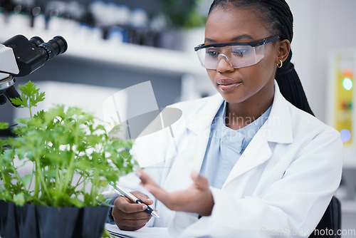 Image of Plants, scientist or black woman writing for inspection, cannabis research or sustainability innovation. African person in science laboratory for leaf growth notes, weed info or CBD agro analysis