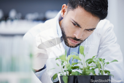 Image of Research, man or scientist with leaf sample for analysis, floral sustainability or plants growth innovation. Science, studying biotechnology or ecology expert in a laboratory for agro development