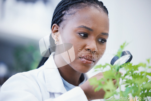 Image of Weed, magnifying glass and scientist woman for growth inspection, cannabis research and confused or focus. African person in science laboratory and zoom for medical leaf, plants and 420 CBD analysis