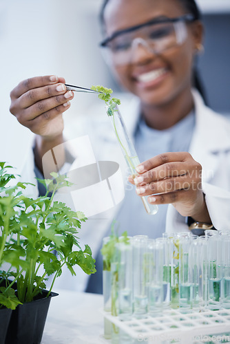 Image of Black woman, scientist and research with plants in test tube at laboratory for analytics or innovation. Zoom, biologist and leaf in glass equipment for study at work with agriculture for environment.