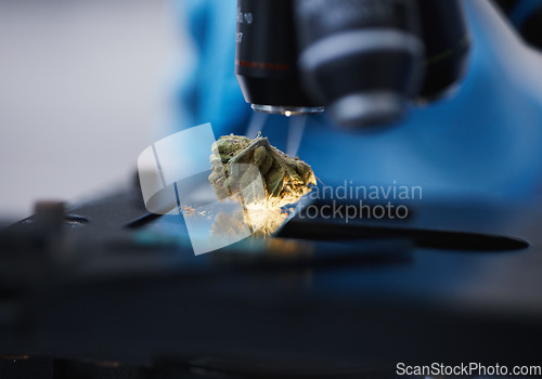 Image of Medical marijuana, microscope or cannabis plant in a laboratory for medicine research or innovation. Zoom, natural medication background or bud of weed for studying leaf growth or chemistry analysis
