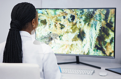 Image of Computer, woman or scientist with marijuana research for sustainability or plants growth data analysis. Science, studying weed or biologist in laboratory with cannabis for development on pc screen