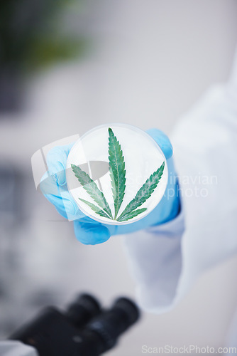 Image of Scientist hand, petri dish and marijuana in laboratory for medical research, organic medicine and cbd oil. Closeup, cannabis or hemp leaves for pharmaceutical product, sustainable drugs or healthcare
