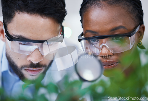 Image of Plants, collaboration or scientists with magnifying glass for growth or medicine research in laboratory. Leaf data, attention or science team with magnifier for agriculture development or studying