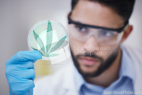 Image of Marijuana, man or scientist with leaf sample for research, sustainability or plants growth innovation. Science, studying weed plant or biologist expert in a laboratory with cannabis for development