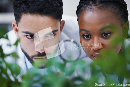 Image of Plants, scientist or science team with magnifying glass for growth or medicine research in laboratory. Leaf, teamwork or scientific researchers with magnifier for agriculture development or studying