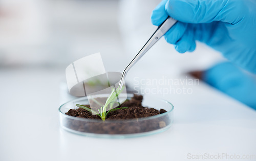 Image of Hands, tweezer and science with plant for research, experiment and leaf. Scientist, medical professional and doctor with petri dish for botany, food study and agriculture for natural growth in lab.